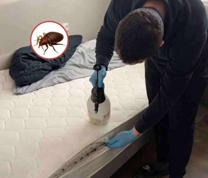 Technicien traitant un matelas contre les punaises de lit à Montigny-lès-Cormeilles